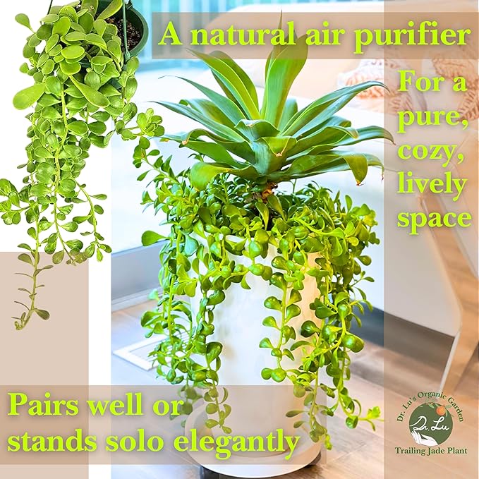 Dr. Lu’s Organic Trailing Jade Plant | Rare Jade Plant | Succulents Plants Live | Air Purifying Plants Indoor | Easy Grow House Plants in 5'' H x 4'' W Nursery Pot