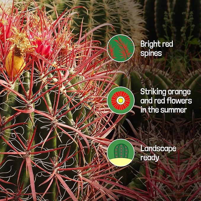 Cactus Outlet - Ferocactus Gracilis - Barrel Cactus - Live Cactus Plants - Barrel Cactus Plants Live - Landscape Ready Barrel Cactus Plants Live Delivered Right to Your Door - Live Plants Outdoor