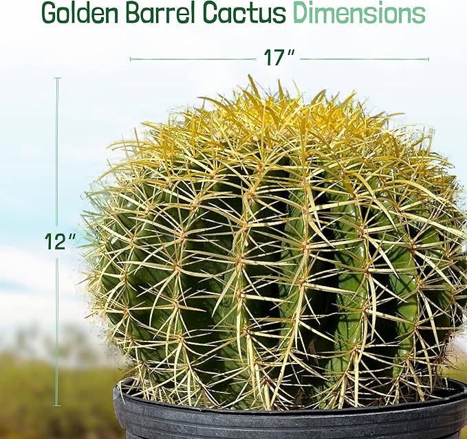 Cactus Outlet - Golden Barrel Cactus Plant - Barrel Cactus Plants Live - 10 Gal (12x17) - Landscape Ready Barrel Cactus Plants Live Delivered Right to Your Door - Live Plants Outdoor