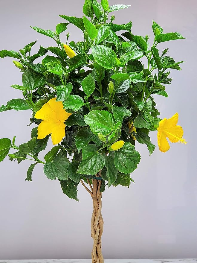 Braided Hibiscus Live Tree - Yellow Ft. Myers - Overall Height 38" to 44" - Tropical Plants of Florida (Plant Only)