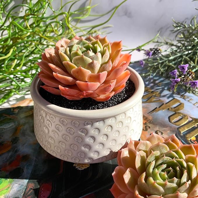 Echeveria Onslow Rare Live Succulent Plants, 1 Head 3" Bare Root Without Pot & Soil, Garden Indoor Office Desk Baby Shower Decoration, Friend Plant Lovers Gifts