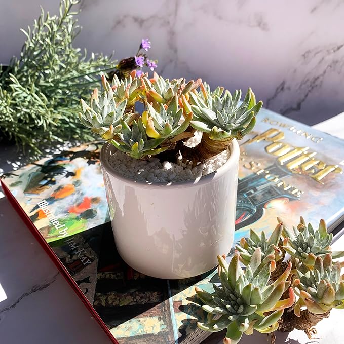 Dudleya Gnoma S.W.McCabe Rare Live Succulent Plants, 5-7 Heads 3.5" Bare Root Without Pot & Soil, Garden Indoor Office Desk Baby Shower Decoration, Friend Plant Lovers Gifts