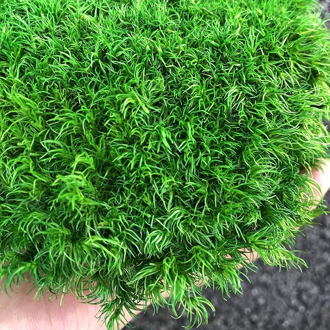 Preserved Pole Moss Pillow Bun Cushion Natural Green Decorative Real Natural DIY Kit Gardenning Art Wall Decor Florist Easter Table Decor Wedding(1.5 sq.ft, Green-C)