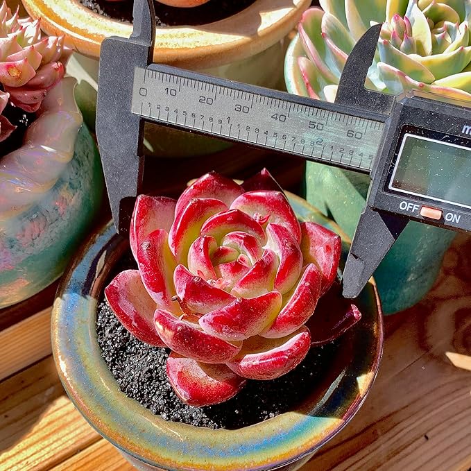 Echeveria Daredevil Rare Live Succulent Plants, Red 1 Head 2.5" Live Plant, Package Without Pot Soil, Garden Indoor Office Desk, Wedding Party Baby Shower Decoration, Friend Plant Lovers Gifts