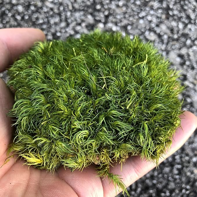 Preserved Pole Moss Pillow Bun Cushion Natural Green Decorative Real Natural DIY Kit Terrariums Garden Art Wall Florist Easter Wedding Decor (1.5 sq.ft., Green-A)