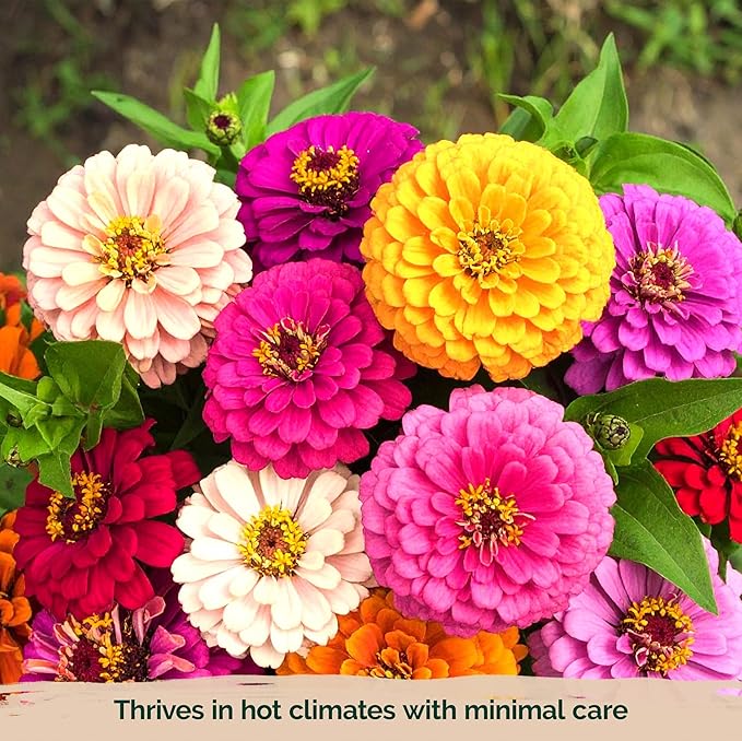 KVITER 550 Dahlia Zinnia Seeds for 2025 Mix (Zinnia Elegans) – Double Blooms, Heirloom & Organic – Flower Seeds for Planting Outdoors in Garden, Containers, Flower Beds. Ideal for Cut Flowers