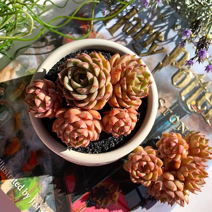 Echeveria Ben Badis Rare Live Succulent Plants, Cluster 3.5" Bare Root Without Pot & Soil, Garden Indoor Office Desk Baby Shower Decoration, Friend Plant Lovers Gifts