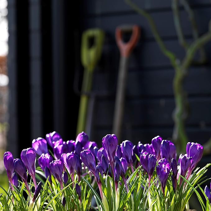 Easy to Grow Crocus Flower Record 20 Plant Bulbs - Violet Purple Flowers in Early Spring, Full Sun Outdoor Zones 3-8