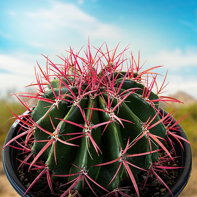 Cactus Outlet - Ferocactus Pringlei - Barrel Cactus - Live Cactus Plants - Barrel Cactus Plants Live - Landscape Ready Barrel Cactus Plants Live Delivered Right to Your Door - Live Plants Outdoor