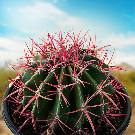 Cactus Outlet - Ferocactus Pringlei - Barrel Cactus - Live Cactus Plants - Barrel Cactus Plants Live - Landscape Ready Barrel Cactus Plants Live Delivered Right to Your Door - Live Plants Outdoor