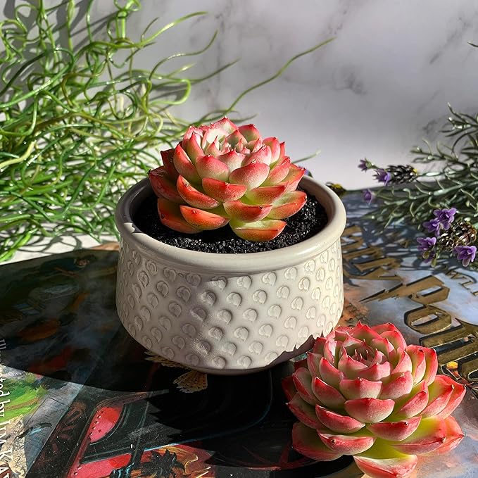 Echeveria Silhouette Rare Live Succulent Plants, 1 Head 3.5" Bare Root Without Pot & Soil, Garden Indoor Office Desk Baby Shower Decoration, Friend Plant Lovers Gifts