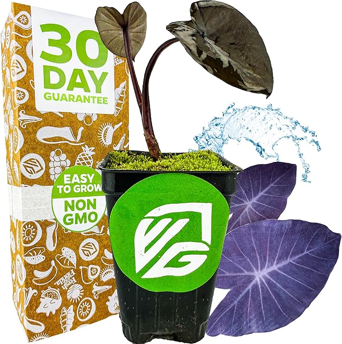 Black Magic Elephant Ear Live Plant - Colocasia esculenta by Wellspring Gardens - Ideal for Gardens & Containers - Great for Indoor Houseplants, Outdoor Landscaping & Garden Planting - Starter Plant