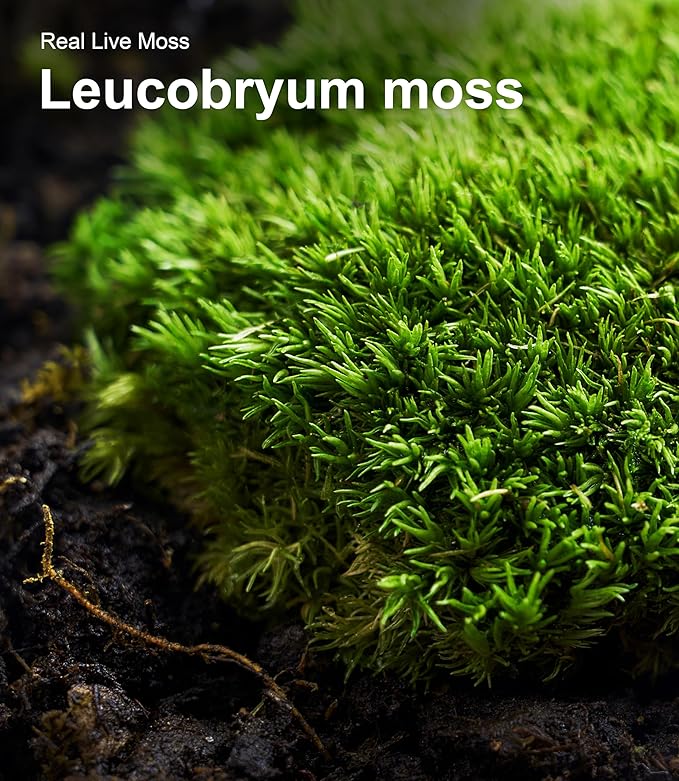 Live Moss – Leucobryum Moss (2 Sheets, Each Approx. 3.5"x7") for Terrariums, Bonsai, Potted Plants & Natural Moss Art – Cushion-Style Texture, Naturally Grown, Reusable, Not Artificial