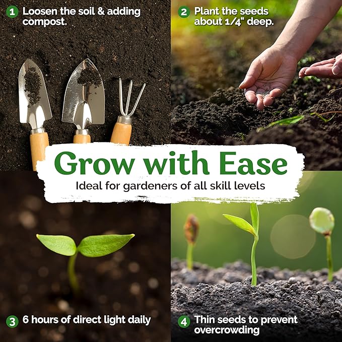 KVITER 50 Black Nightshade Hierba Mora Seeds (Solanum Nigrum) - Nightshade Seed, Heirloom Seed Non GMO Organic - Ideal for Herb Garden, Borders or Edges