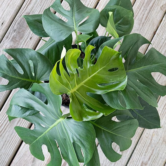 United Nursery Monstera Deliciosa – Swiss Cheese Plant in 10” Grower Pot – 24–28 Inches Tall – Tropical Air-Purifying Indoor Plant with Split Leaves – Easy-Care Greenery for Home or Office