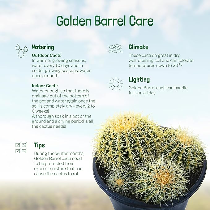 Cactus Outlet - Golden Barrel Cactus Plant - Barrel Cactus Plants Live - Cluster 5 Gal - Landscape Ready Barrel Cactus Plants Live Delivered Right to Your Door - Live Plants Outdoor