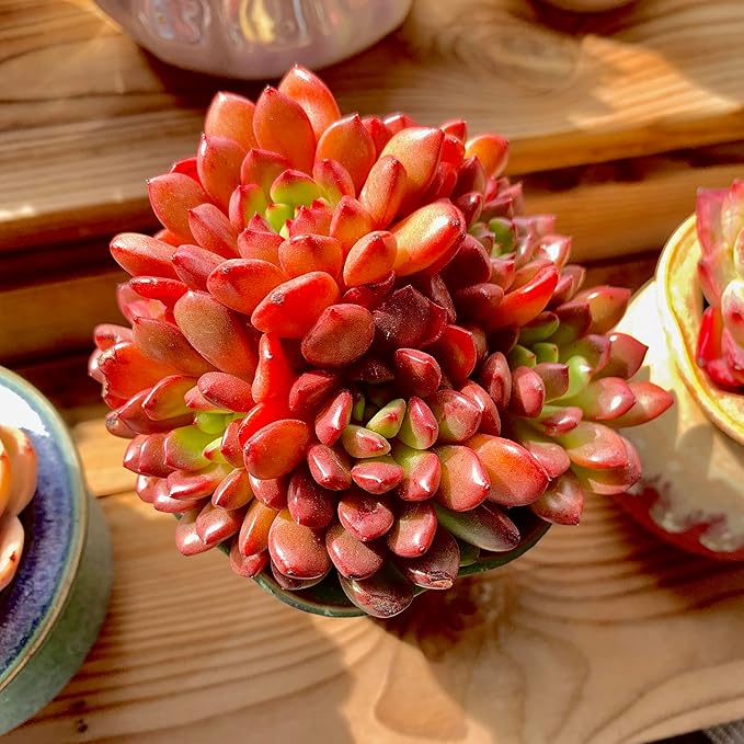 Echeveria Pink Rubby Rare Live Succulent Plants, Red Cluster 3.5" Live Plant, Package Without Pot & Soil, Garden Indoor Office Desk, Wedding Party Baby Shower Decoration, Friend Plant Lovers Gifts