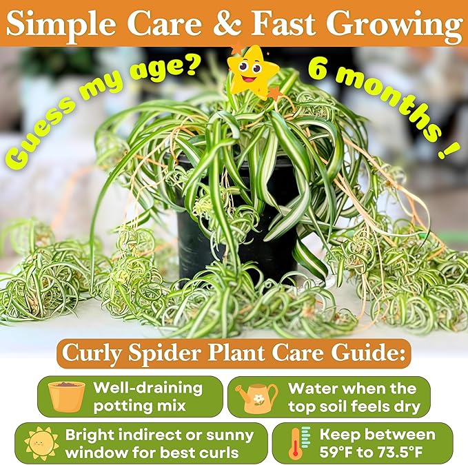 Dr. Lu’s Organic Bonnie Curly Spider Plant | Air Purifying House Plants | Rooted Spider Plant | Easy Grow Indoor Plants | Live Plants in 6'' Nursery Pot