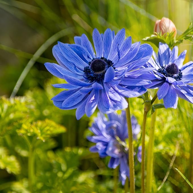 Easy to Grow Anemone Lord Lieutenant 20 Plant Bulbs - Blue Violet Flowers in Spring Outdoor