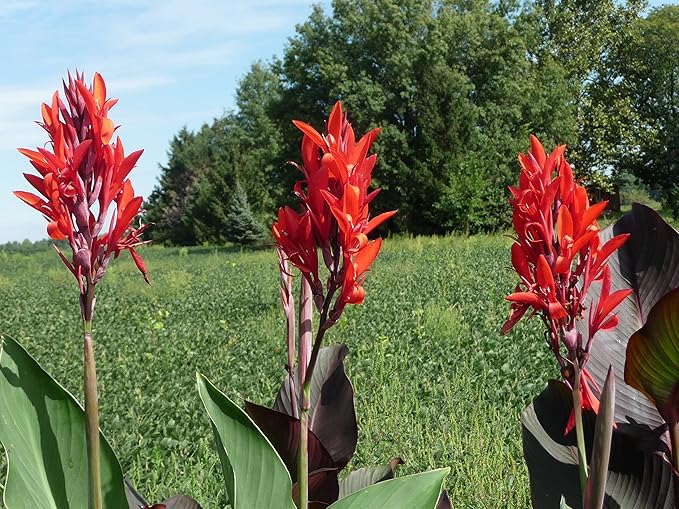 Beautiful Large Red Canna, Robert Kemp Canna Lily Fresh Top Size Bulb/Plant/Rhizome