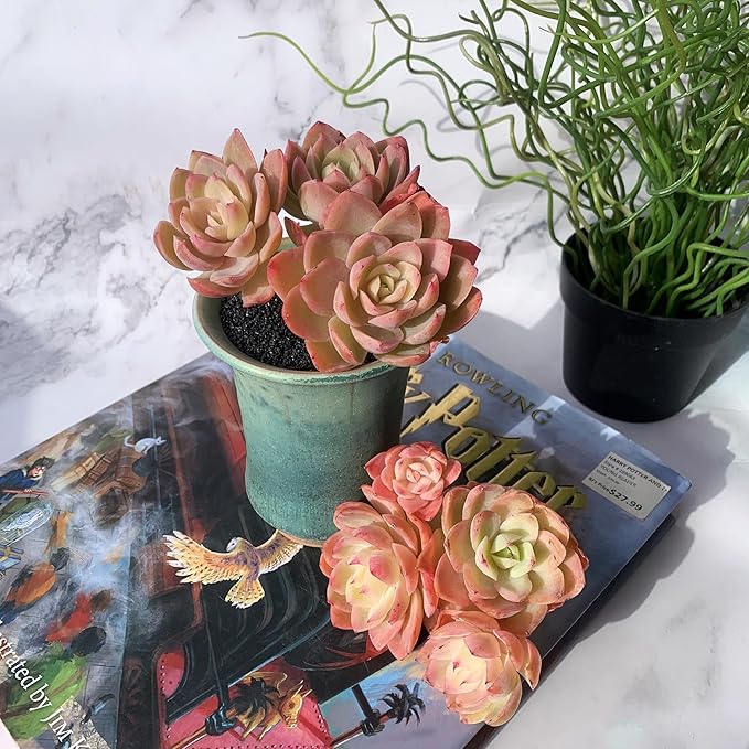 Echeveria Silk Veil Rare Live Succulent Plants, Cluster 3.5" Bare Root Without Pot & Soil, 1/3/7 Pcs, Garden Indoor Office Desk Baby Shower Decoration, Friend Plant Lovers Gifts
