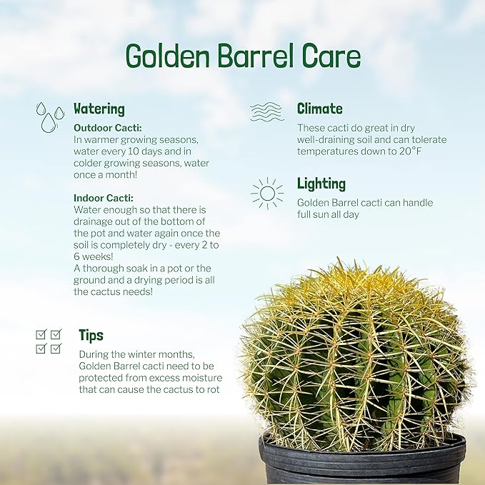 Cactus Outlet - Golden Barrel Cactus Plant - Barrel Cactus Plants Live - 5 Gal (9x9) - Landscape Ready Barrel Cactus Plants Live Delivered Right to Your Door - Live Plants Outdoor