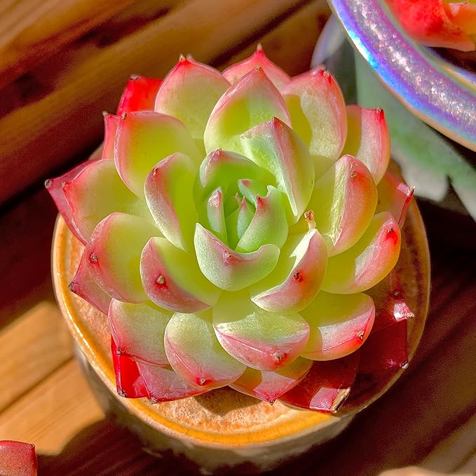 Echeveria Crystal Rose Rare Live Succulent Plants, Mini Pink 1 Head 2" Live Plant,Bare Root Without Pot Soil,Garden Indoor Office Desk Wedding Party Baby Shower Decoration, Friend Plant Lovers Gifts
