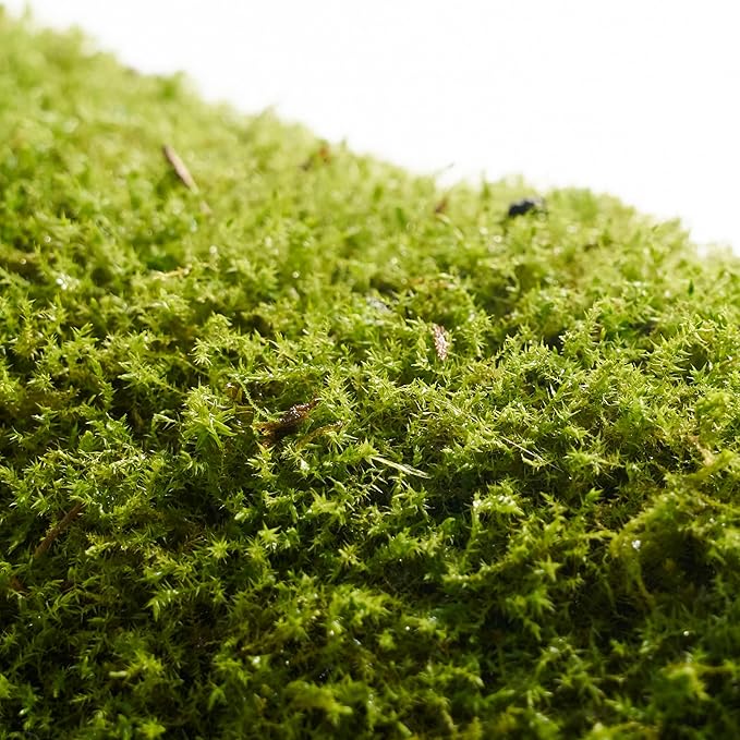 Live Moss – Racomitrium Moss (3 Sheets, Each Approx. 3.5"x7") for Terrariums, Moss Balls, Vertical Decor & Natural Plant Layouts – Naturally Grown, Reusable, Not Artificial