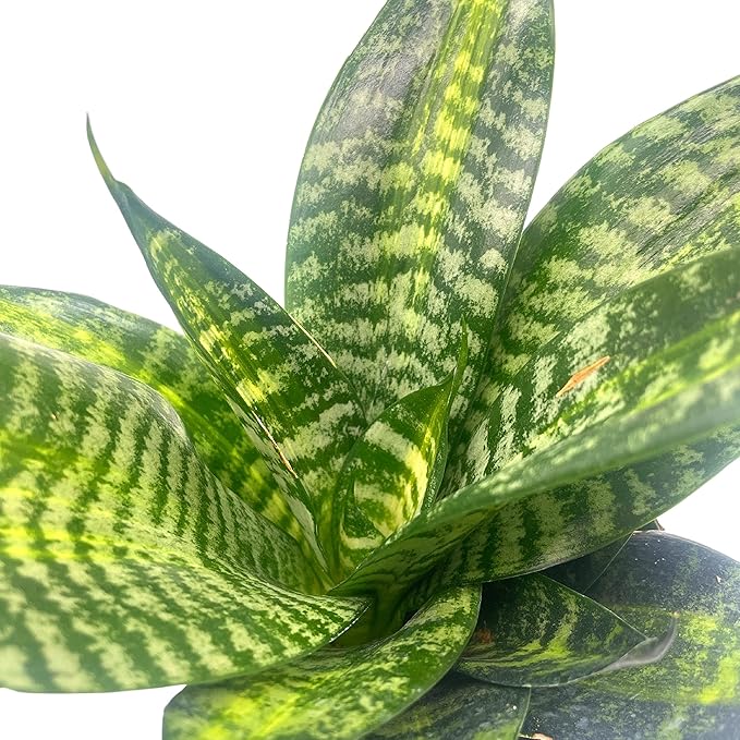 BubbleBlooms Bird's Nest Snake Plant, 4 inch Pot Green Striped Snakeplant, Sansevieria trifasciata