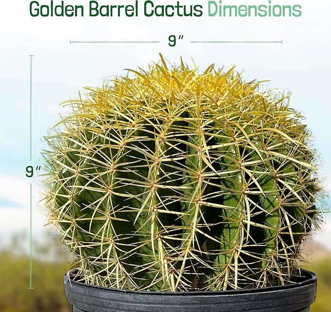 Cactus Outlet - Golden Barrel Cactus Plant - Barrel Cactus Plants Live - 5 Gal (9x9) - Landscape Ready Barrel Cactus Plants Live Delivered Right to Your Door - Live Plants Outdoor