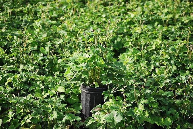 Perennial Farm Anemone x Hybrida 'September Charm' – Live Windflower in #1 Container, Single Soft Pink Blooms, Long Blooming, Deer Resistant, Ideal for Borders, Shade & Pollinator Gardens