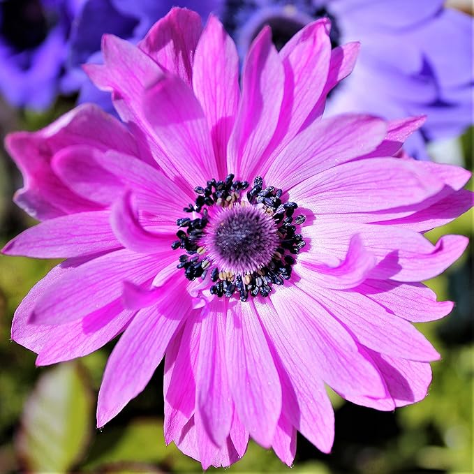 Easy to Grow Anemone The Admiral 20 Plant Bulbs - Double Pink Flowers in Spring Outdoor, Full Sun