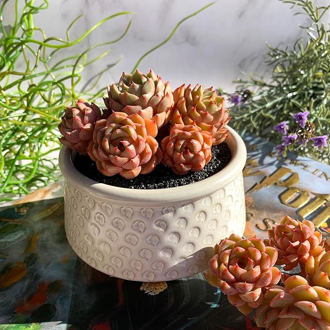 Echeveria Ben Badis Rare Live Succulent Plants, Cluster 3.5" Bare Root Without Pot & Soil, Garden Indoor Office Desk Baby Shower Decoration, Friend Plant Lovers Gifts