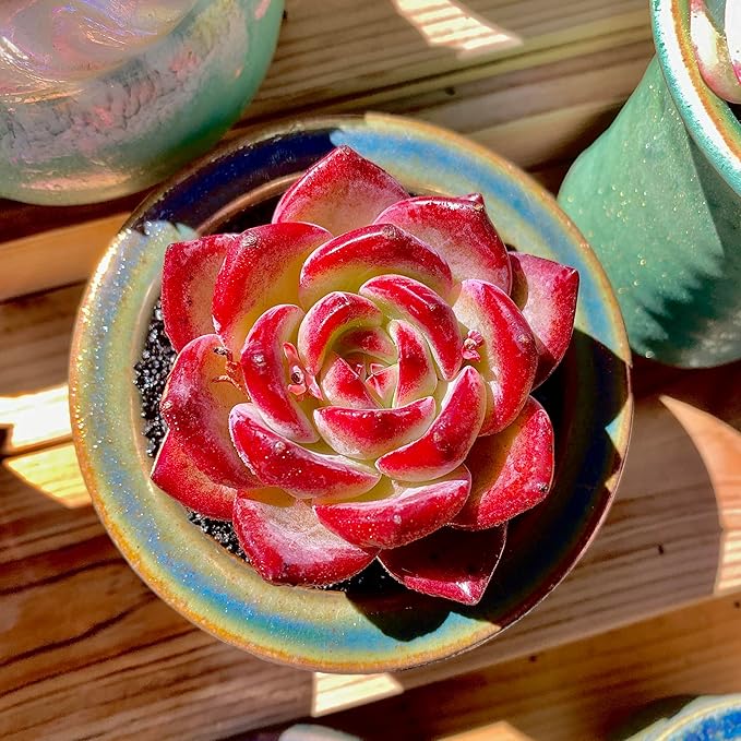 Echeveria Daredevil Rare Live Succulent Plants, Red 1 Head 2.5" Live Plant, Package Without Pot Soil, Garden Indoor Office Desk, Wedding Party Baby Shower Decoration, Friend Plant Lovers Gifts