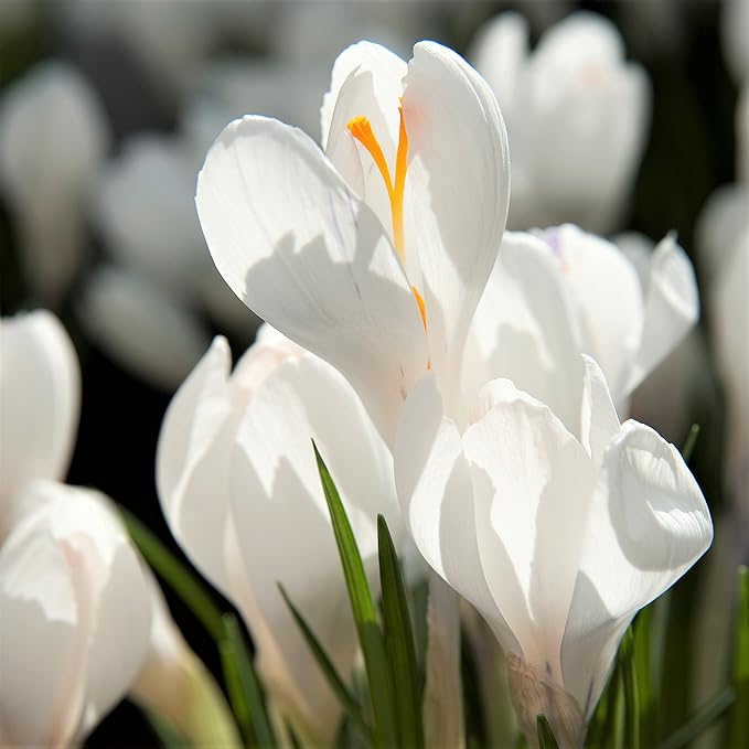 Easy to Grow Crocus Large Flowering Mix 60 Plant Bulbs - Violet, Yellow, & White Flowers in Early Spring, Full Sun Outdoor Zones 3-8