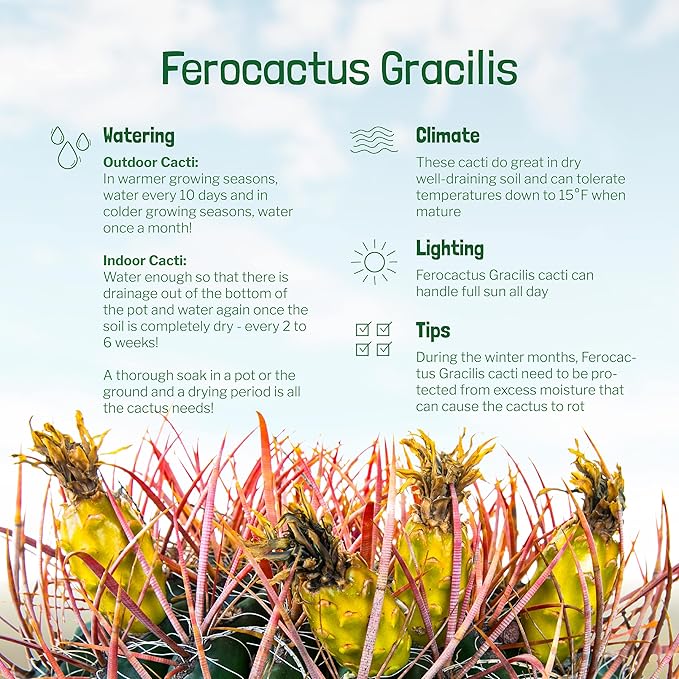 Cactus Outlet - Ferocactus Gracilis - Barrel Cactus - Live Cactus Plants - Barrel Cactus Plants Live - Landscape Ready Barrel Cactus Plants Live Delivered Right to Your Door - Live Plants Outdoor