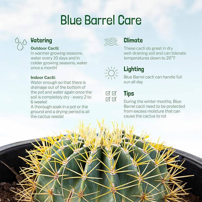Cactus Outlet - Ready to Plant Blue Barrel Cactus - Live Cactus Plants - Barrel Cactus Plants Live - Landscape Ready Barrel Cactus Plants Live Delivered Right to Your Door - Live Plants Outdoor