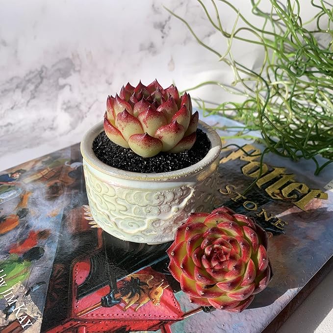 Echeveria Moon Stone Rare Live Succulent Plants, 1 Head 2.5" Bare Root Without Pot & Soil, Garden Indoor Office Desk Baby Shower Decoration, Friend Plant Lovers Gifts