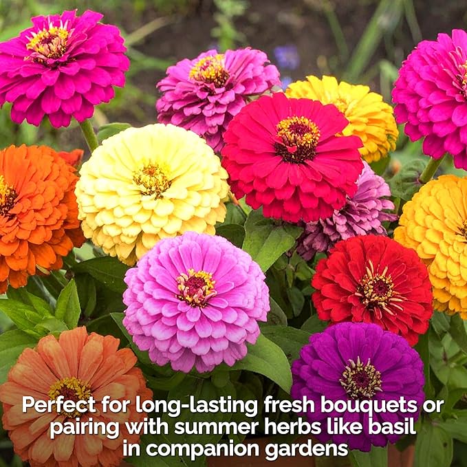 KVITER 550 Dahlia Zinnia Seeds for 2025 Mix (Zinnia Elegans) – Double Blooms, Heirloom & Organic – Flower Seeds for Planting Outdoors in Garden, Containers, Flower Beds. Ideal for Cut Flowers