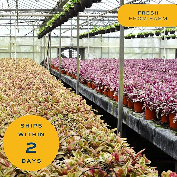 Costa Farms Aglaonema Spathonema, Rare Unique Live Indoor Plant in 6-Inch Self-Watering Houseplant Pot, Potting Soil, Trending Tropicals Collection, Room and Home Decor