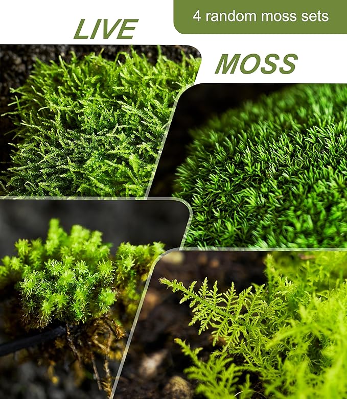 Real Live Moss – 4 Types Live Moss for Terrariums, Fairy Gardens, Reptile Habitats & Mini Landscapes | Revives in 5 Minutes with Water Mist, Soft Green Texture, Easy to Grow (4-Pack, 3.5”x7”)