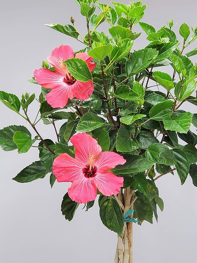 Hibiscus Plants Live - Braided Hibiscus Tree - Pink Painted Lady - Overall Height 38" to 44" - Tropical Plants of Florida (Plant in Growers Pot)