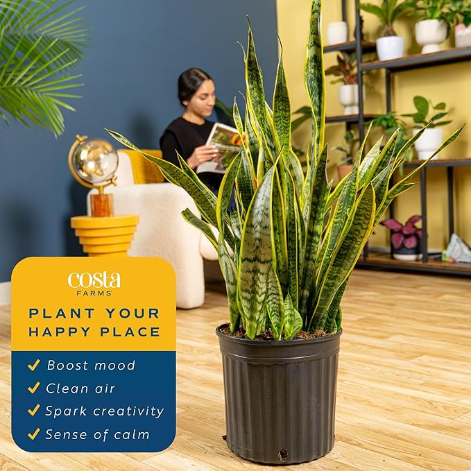 Costa Farms Snake Plant Live Plant | 3-4 Feet Tall Indoor Houseplant | Potted in 12-Inch Planter Pot | Grower's Choice | Perfect Housewarming Gift, Room or Office Decor