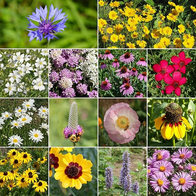 Ferry-Morse Midwest Mix Bulk Wildflower Seeds, 1lb