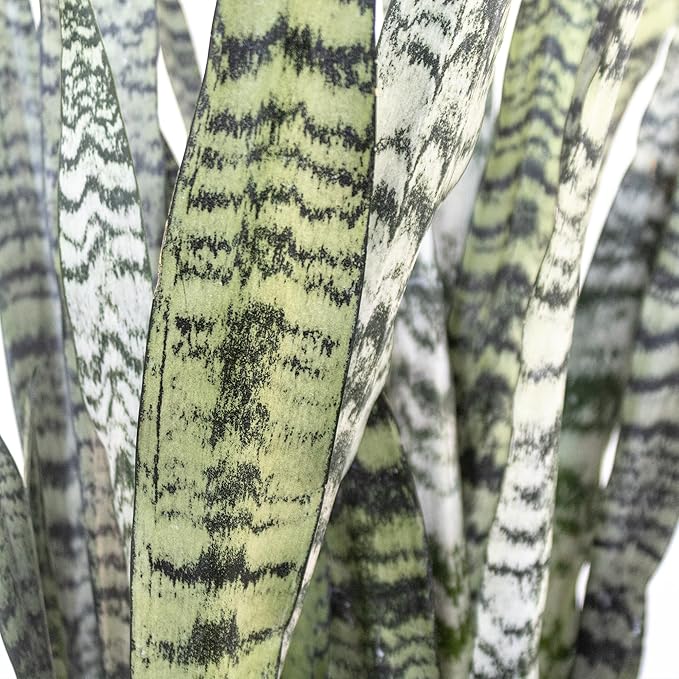 United Nursery Sansevieria Zeylanica Live Indoor Snake Plant 26-32 Shipping Size Shipped Fresh in 9.25 Grower Pot