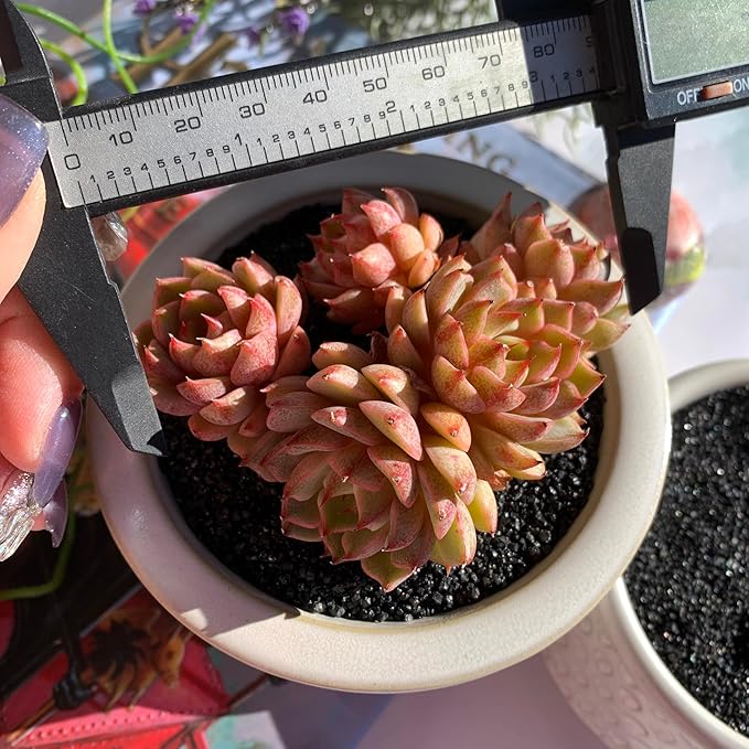 Echeveria Ben Badis Rare Live Succulent Plants, Cluster 3.5" Bare Root Without Pot & Soil, Garden Indoor Office Desk Baby Shower Decoration, Friend Plant Lovers Gifts