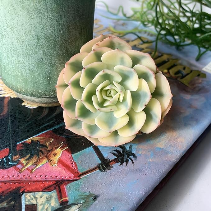 Echeveria Secunda VAR. Glauca Variegated Rare Live Succulent Plants, 2.5" Bare Root Without Pot & Soil, Garden Indoor Office Desk Baby Shower Decoration, Friend Plant Lovers Gifts