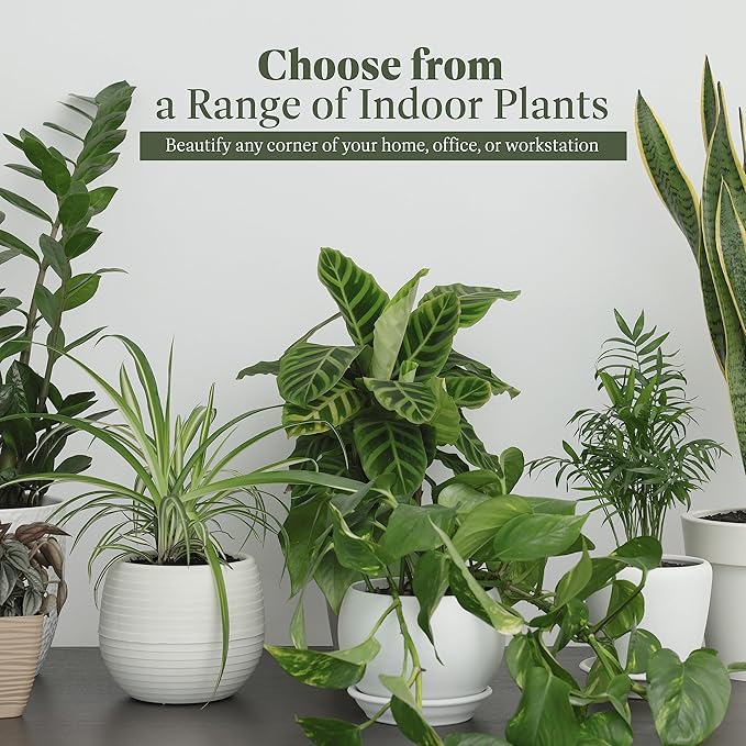 American Plant Exchange Snake Plant – Large 10-Inch Pot Green Sansevieria Zeylancia, Low-Maintenance, Air-Purifying Live Houseplant for Home, Office, or Outdoor Patio Garden Décor