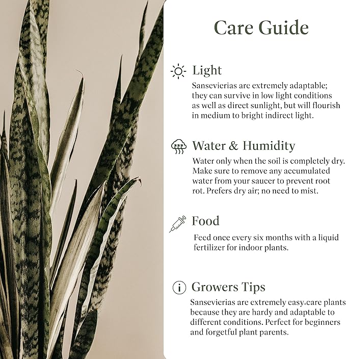 American Plant Exchange Snake Plant – Large 10-Inch Pot Green Sansevieria Zeylancia, Low-Maintenance, Air-Purifying Live Houseplant for Home, Office, or Outdoor Patio Garden Décor