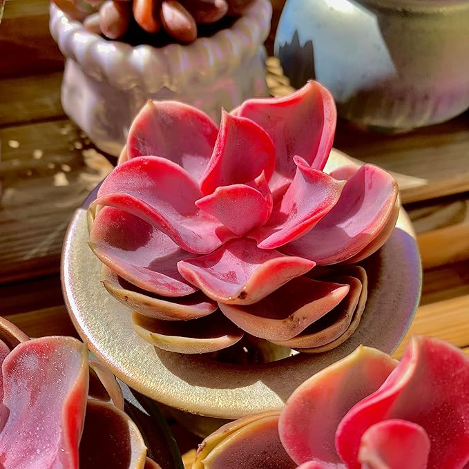 Echeveria Rainbow Variegated Rare Live Succulent Plants, Pink 1 Head 3.5" Live Plant, Package Without Pot & Soil, Garden Indoor Office Desk, Wedding Party Baby Shower Decoration, Friend Lovers Gifts